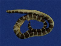 藏品(闊帶青斑海蛇)的圖片